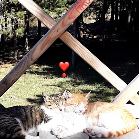 Chalet Cam Pinari Doga Evleri